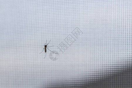 房子的窗户玻璃上坐着一只吸血的蚊子特写图片