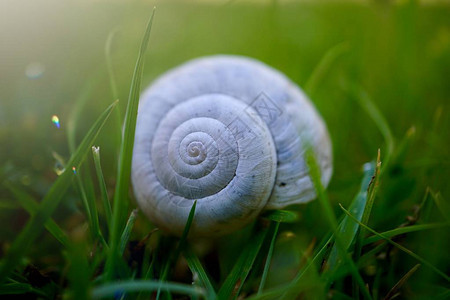 夏季自然中的白蜗牛图片