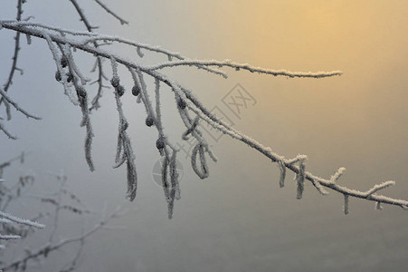 雾蒙的冬日晨景图片