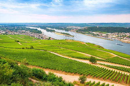 莱茵河谷的空中景象与大量的葡图片