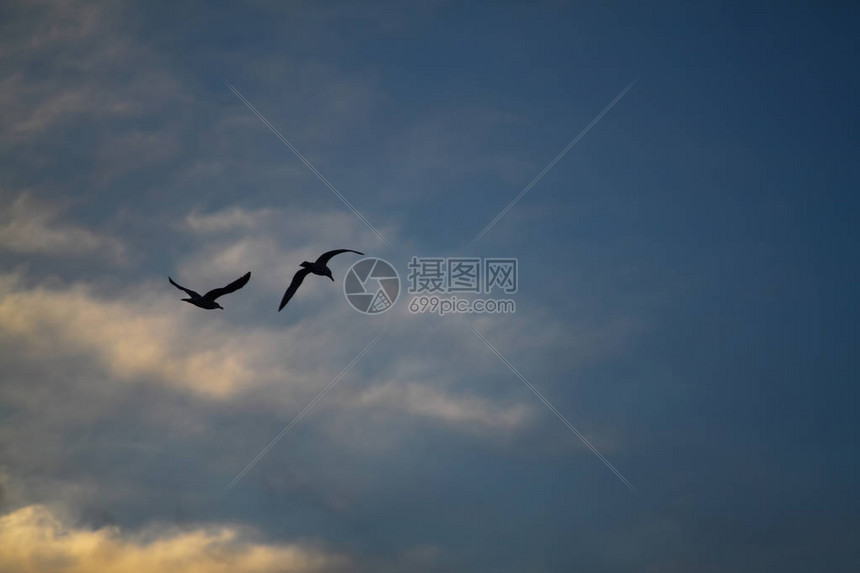 两只海鸥在蓝天上飞翔云朵近在咫尺高清图片下载-正版图片504069183-摄图网