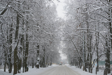 森林里的雪冬季景观图片