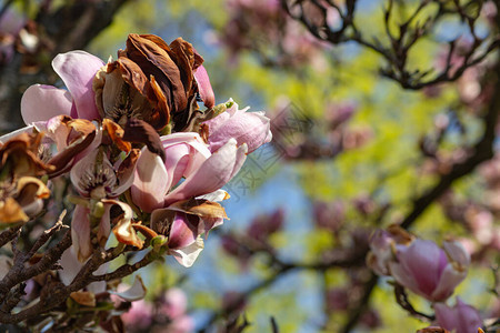 东部季节的德国南部春天的玉兰花枝图片