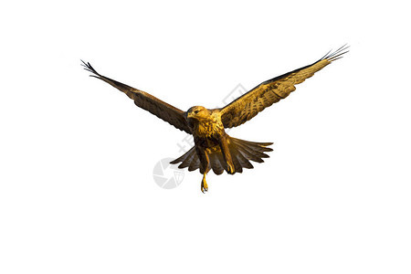 飞鹰孤立的鸟白色背景长腿巴扎德布背景图片