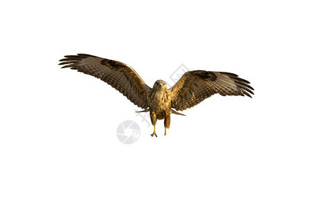 飞鹰孤立的鸟白色背景长腿巴扎德布背景图片