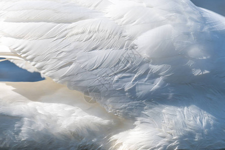雪白天鹅翅膀天鹅羽毛纹理背景图片