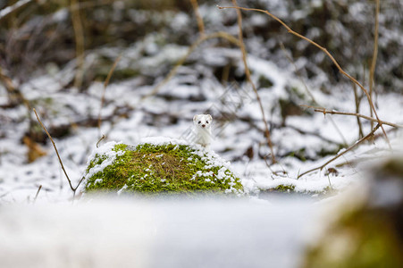 黄鼠狼凝视着雪地冬季图片
