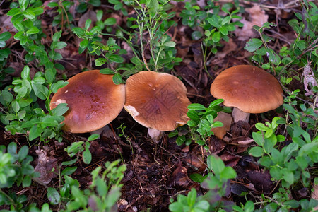 森林苔藓中的牛肝菌或cep顶视图图片