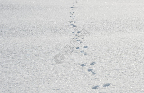 白兔或子在雪上留下的眼泪雪地背景背景图片