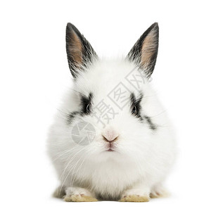 白兔子坐着孤图片