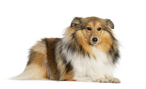 雪  羊躺在雪特兰山羊犬躺下背景