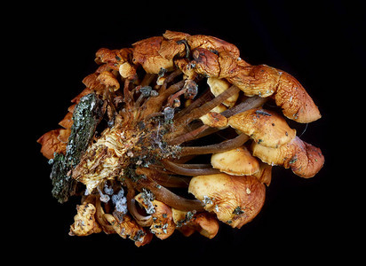环毒致幻干燥森林蘑菇聚居区夜图片