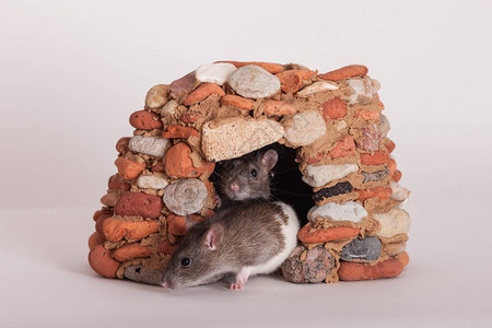 石屋里的两只棕色家鼠图片