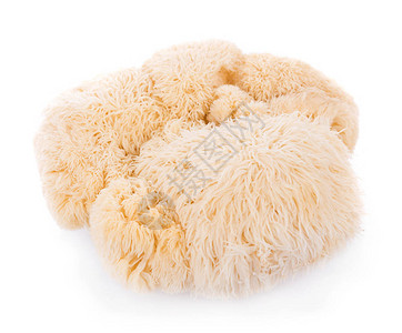 孤立在白色背景上的狮子鬃毛蘑菇图片