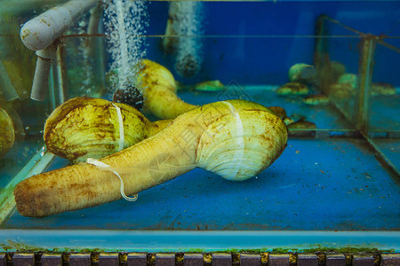象拔蚌是一种大蛤蜊图片