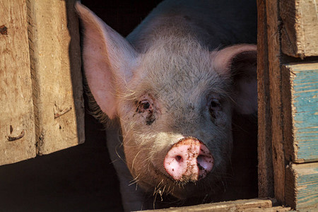 一只长着粉红色鼻子的小猪图片素材