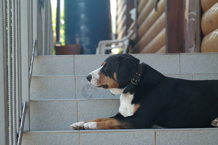 黑狗非常有比格犬山梗图片素材