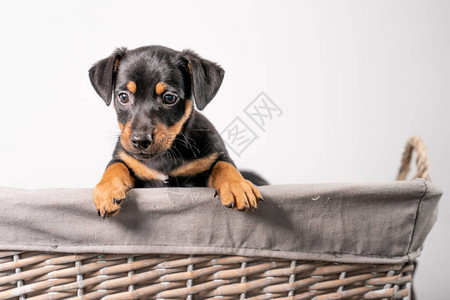 一只可爱的杰克鲁塞尔泰瑞小狗的肖像图片