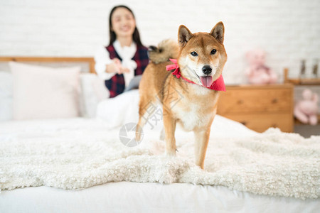 睡房的宠物爱人伊努小狗和亚裔女人家图片