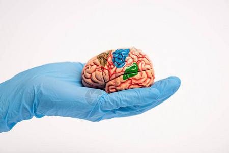 医生持有大脑模型的剪影图片