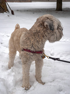 一只柔软的小麦片田地纯种性公狗站在冬天的雪里戴着绳子和套带盯着另一图片