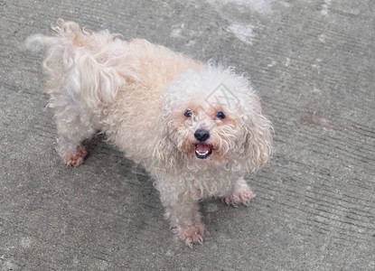 棕色贵宾犬在陌生人的空荡的混凝土路上吠叫图片