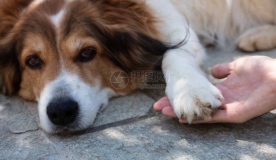 牧羊犬疲倦躺下图片