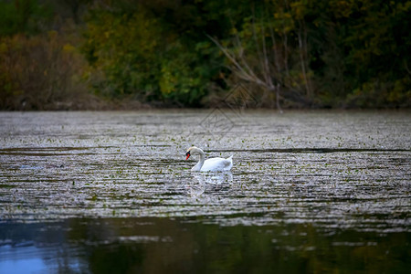 疣鼻天鹅或白天鹅是一种大型水鸟它栖息在植被丰富的湿地沼泽湖泊中天鹅位于图像的中心图片