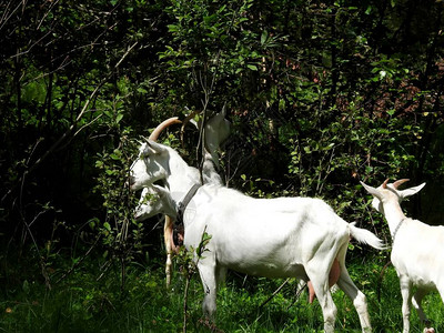 山羊摄影背景图片