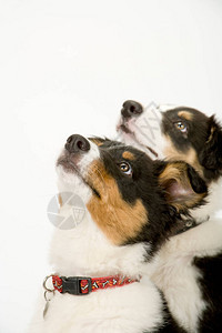 两个可爱的年轻边境小狗看着他们的主人背景图片