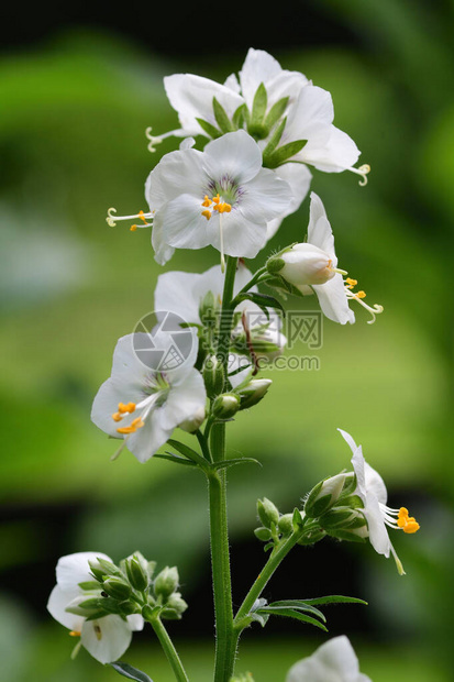 花朵Jacobs梯子开花时图片