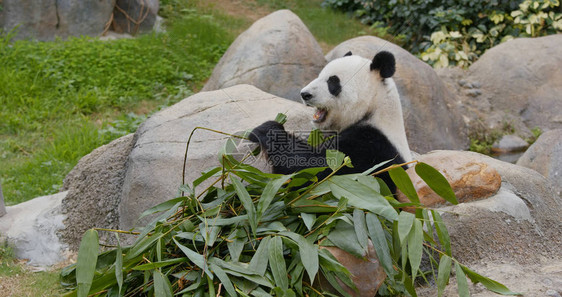 熊猫在动物园图片