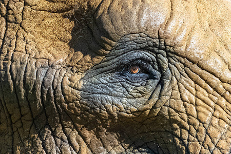 大象的眼睛皮肤纹理图片