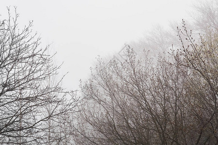 早春花蕾盛开的树梢在晨雾中几乎看不到图片