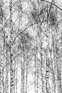 黑白白桦树干图片