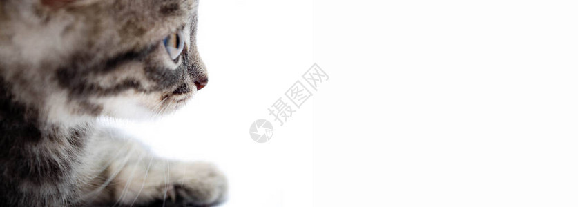 白色背景上的灰色小猫在侧面看右侧视图侧视图特写中图片