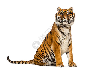 老虎的后视图片