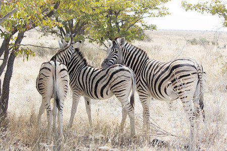 纳米比亚Etosha公园野生图片