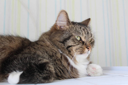 肖像蓬松猫的照片portraitpetthe毛皮是条纹灰色和白色眼睛褐色图片