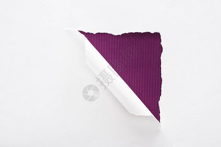 深紫色背景上的白色撕纸和卷纸图片