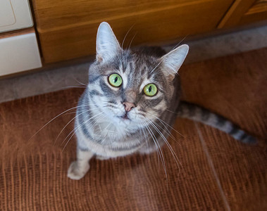 灰色白条纹可爱的猫绿眼睛美艳目光明图片