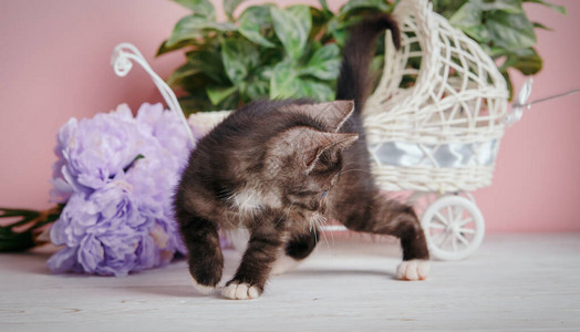 工作室里毛茸的小猫拜访摄影师的一只滑稽的小猫毛茸的小猫在桌子图片