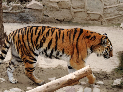 动物园里的大老虎图片