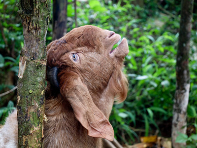 棕色Jamnapari公山羊头图片