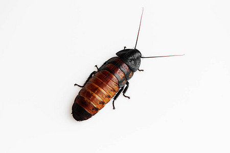 马达加斯将蟑螂格罗法多尔希纳的脚步声用白色背景传图片