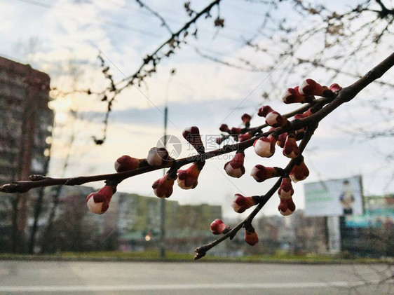 城市里含苞待放的樱花树图片