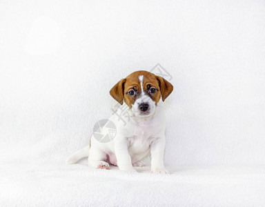 小狗男杰克罗素梗犬坐着听团队讲话白色背景为展览做准图片