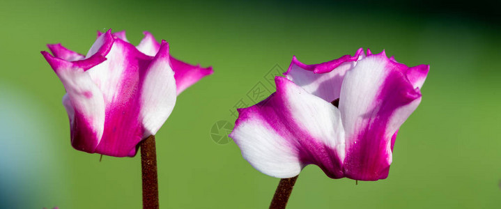 花朵盛开的百合折金图片