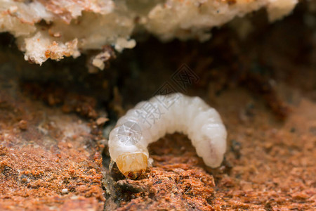 椴树木和菌丝体上的蛲虫科幼虫图片
