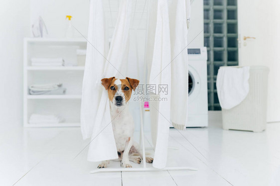 在洗衣房的烘干机上挂着白毛巾瓦瑟和洗衣篮在背景中穿衣时图片